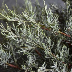 Juniper Grey Guardian #3