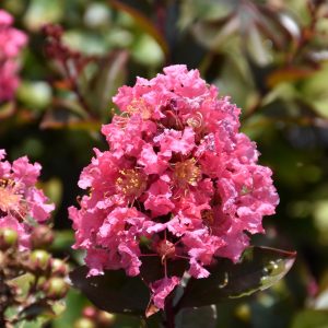 Crape Myrtle Coral Magic #3
