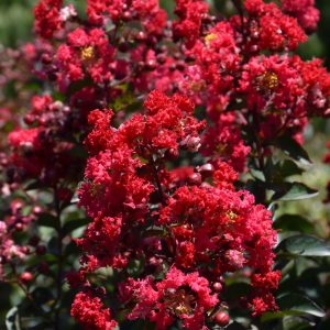 Crapemyrtle Princess Zoey #3