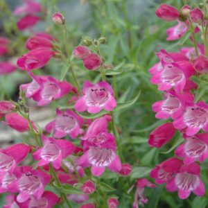Penstemon Red Rocks #1