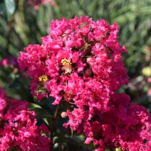 Crapemyrtle Princess Kylie #3