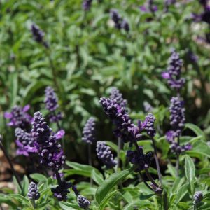 Salvia Cathedral Purple #1