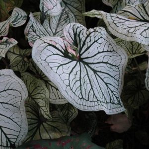 Caladium Debutant #1
