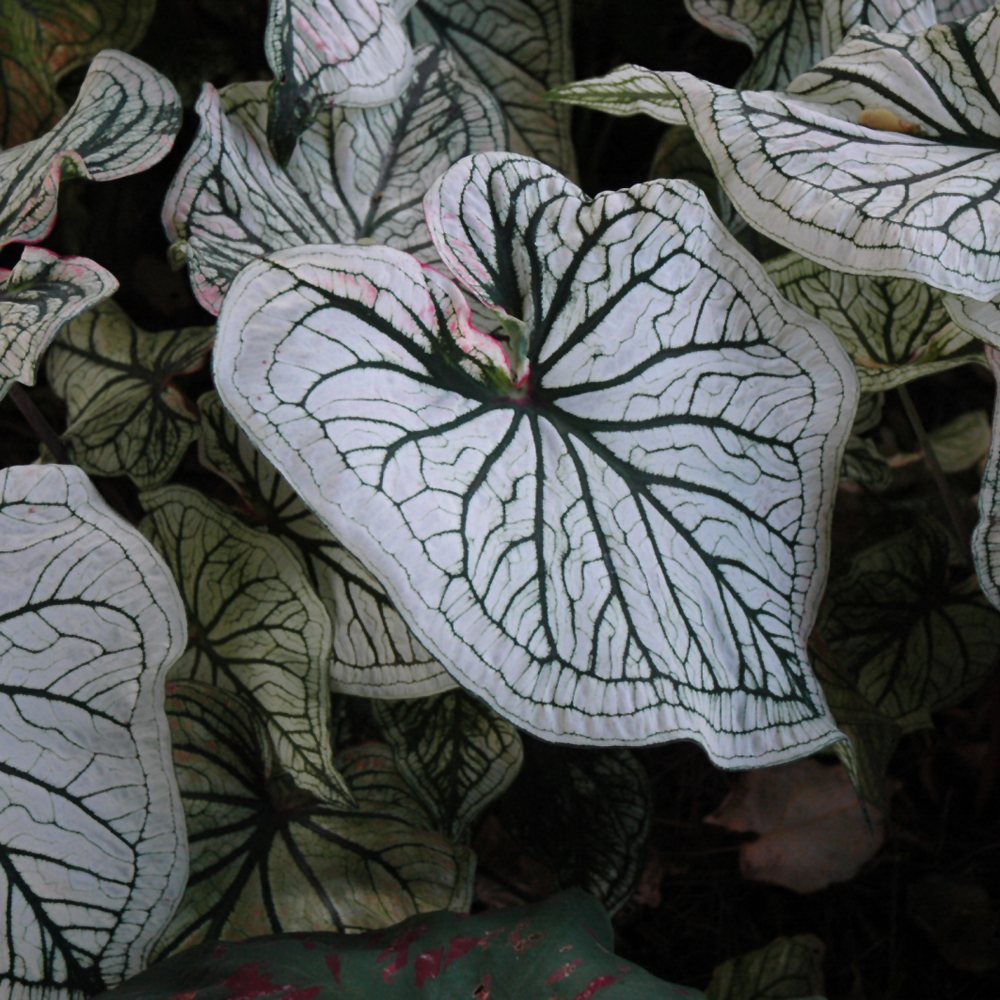 Caladium Debutant #1