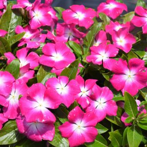 Vinca Cora Magenta Halo 18 Count Tray