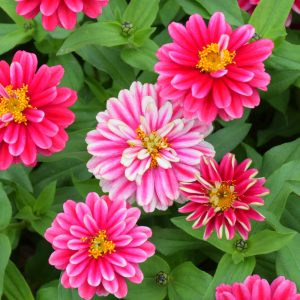 Zinnia Double Zahara Raspberry Ripple 4.5"
