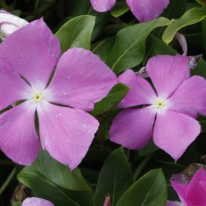 Vinca Cora Cascade Lavender w/Eye 4.5"
