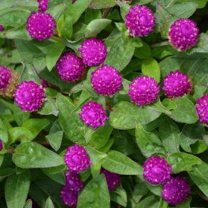 Gomphrena Ping Pong Purple 3.25"
