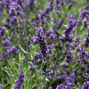 Lavender Superblue #1