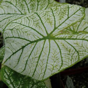 Caladium Candidum Sr. 4.5"