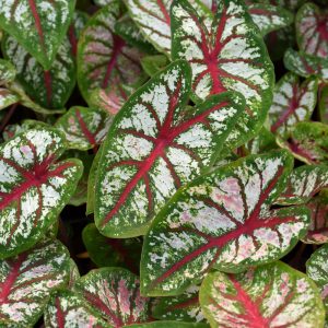 Caladium Carousel 4.5"