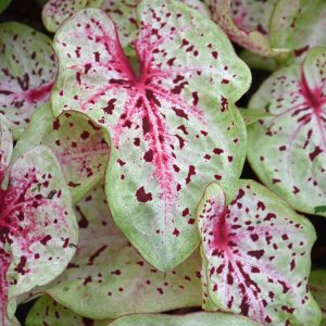 Caladium Miss Muffet 4.5"