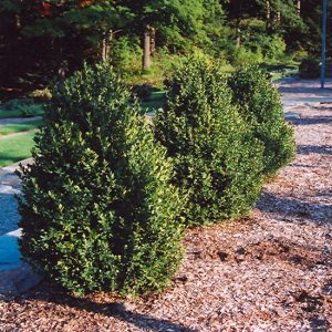 Boxwood Green Mountain #3