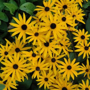 Rudbeckia Early Bird Gold #1