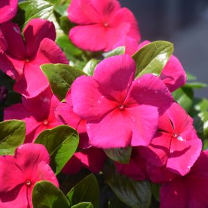 ECO Vinca Cora XDR Hotgenta 18CT