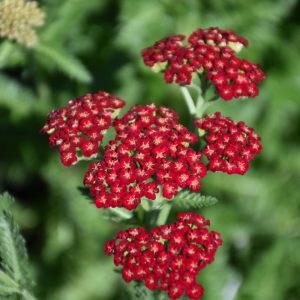 Achillea Sassy Summer Sangria QT