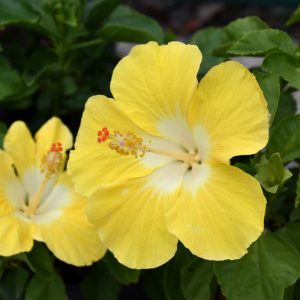 Hibiscus Bonaire Wind 6"