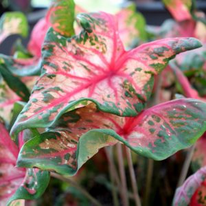 Caladium Clowning Around 4.5"