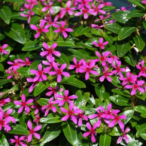Vinca Soiree Lavender 4.5"