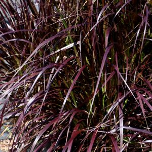 Grass Purple Fountain #3