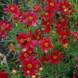 Coreopsis Red Satin #1