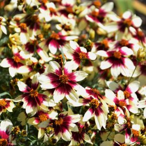 Coreopsis Redhot Vanilla #1