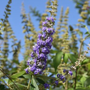 Vitex Shoal Creek #15