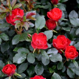 Rose Shb Petite Knock Out 3g