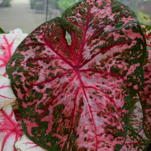Caladium Carolyn Whorten #1