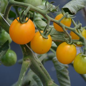 Tomato Sun Sugar #1