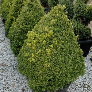 Boxwood Green Mountain Cone #5