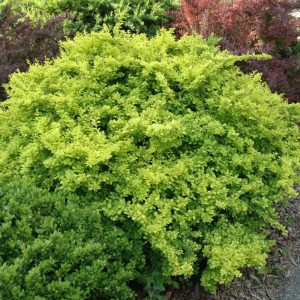 Barberry Golden #3