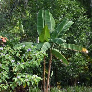 Banana Hardy 5g