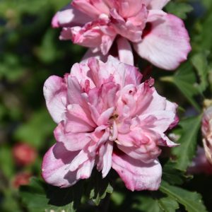 Althea Peppermint Smoothie #3