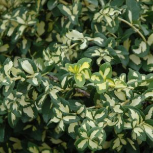 Euonymus Moonshadow #1