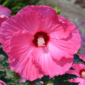Hardy Hibiscus Airbrush Effect #3