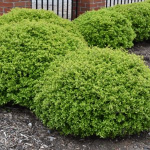 Holly Dwarf Yaupon #7