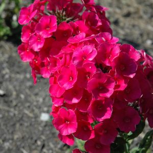 Phlox Grenadine Dream #1