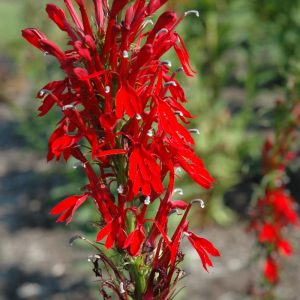 Lobelia Cardinalis #1