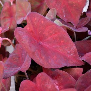 Caladium Burning Heart 4.5"