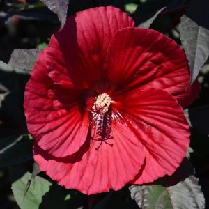 Hibiscus Midnight Marvel #1