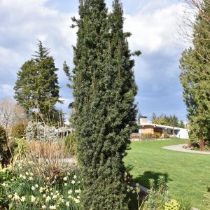 Yew Plum Fastigiata #2