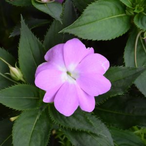 Sunpatiens Compact Orchid 4.5"