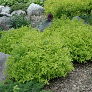 Spiraea Goldmound #3
