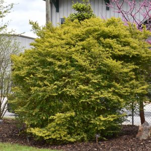 Privet Sunshine 8"