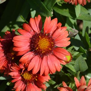 Gaillardia Spintop Red #1
