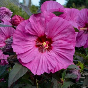 Hardy Hibiscus Berry Awesome #1