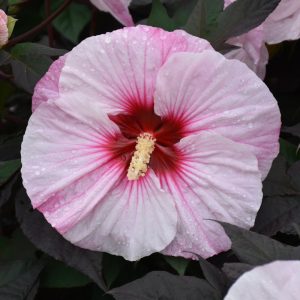 Hardy Hibiscus Perfect Storm #1