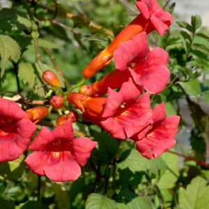 Trumpet Vine Balboa Sunset #1