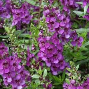 Angelonia Archangel Dark Purple #1
